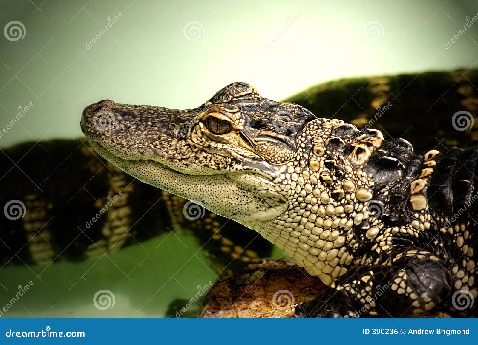 Baby Alligator stock photo. Image of dinosaur, nature, reptile 390236