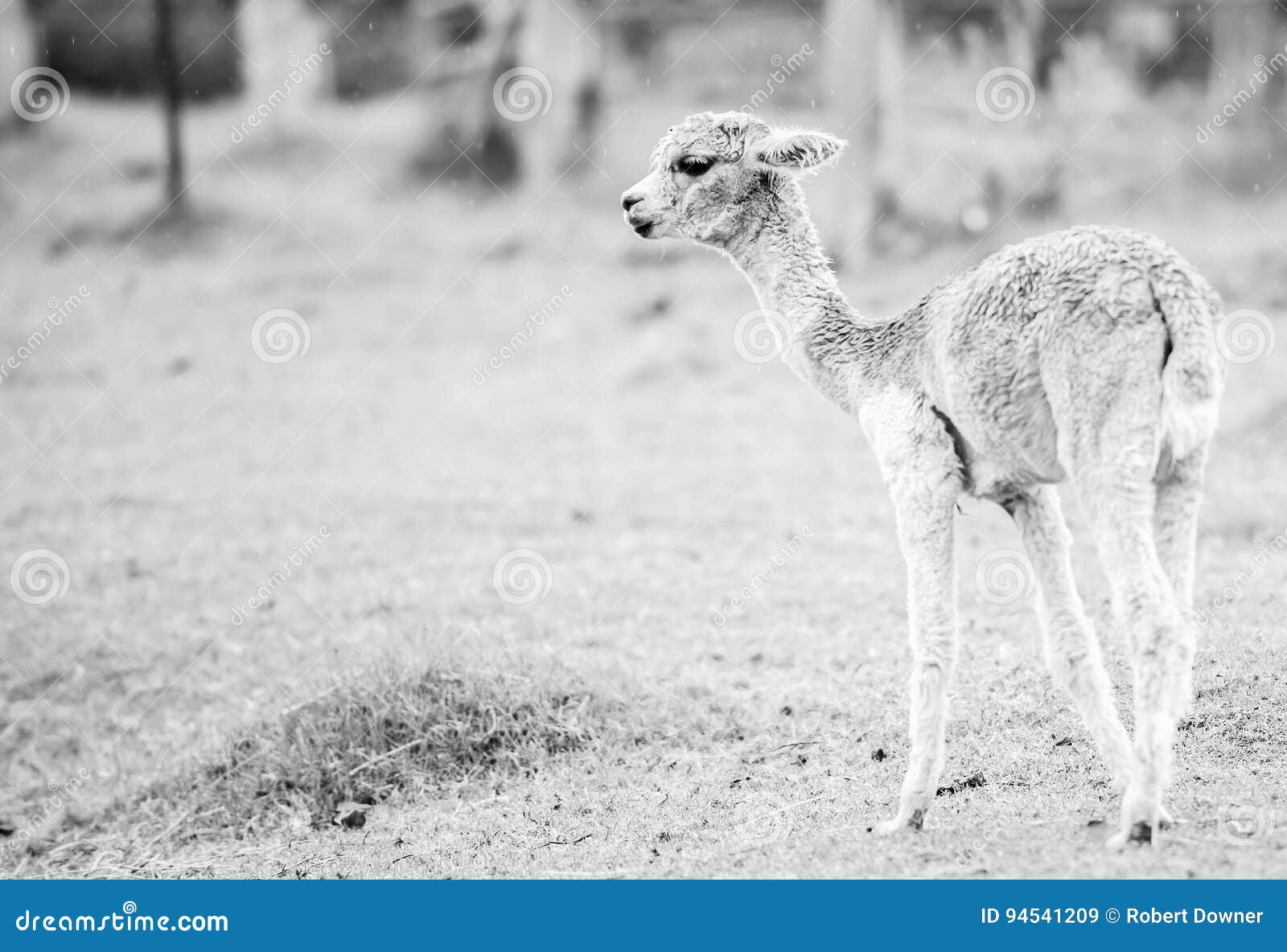 baby alpaca, also called cria. black and white.