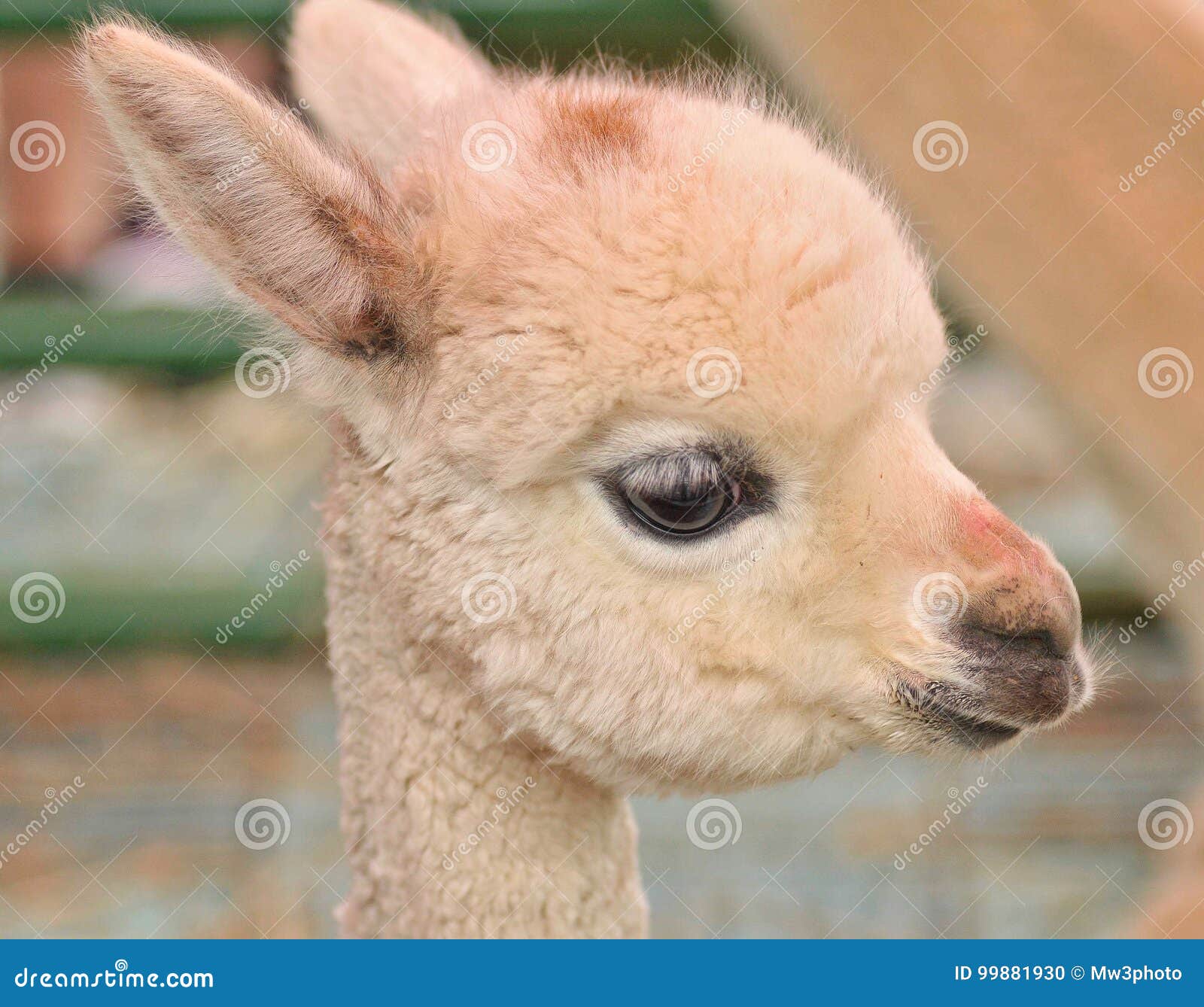 Cute Baby Alpaca Stock Photo Image Of Animal Camera Cute Baby Alpaca Stock Photo Image Of Animal Camera