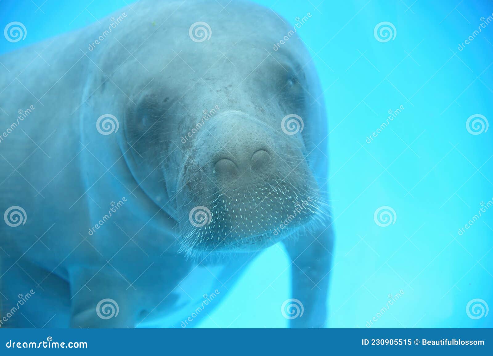 baby amazonian manatee or trichechus inunguis