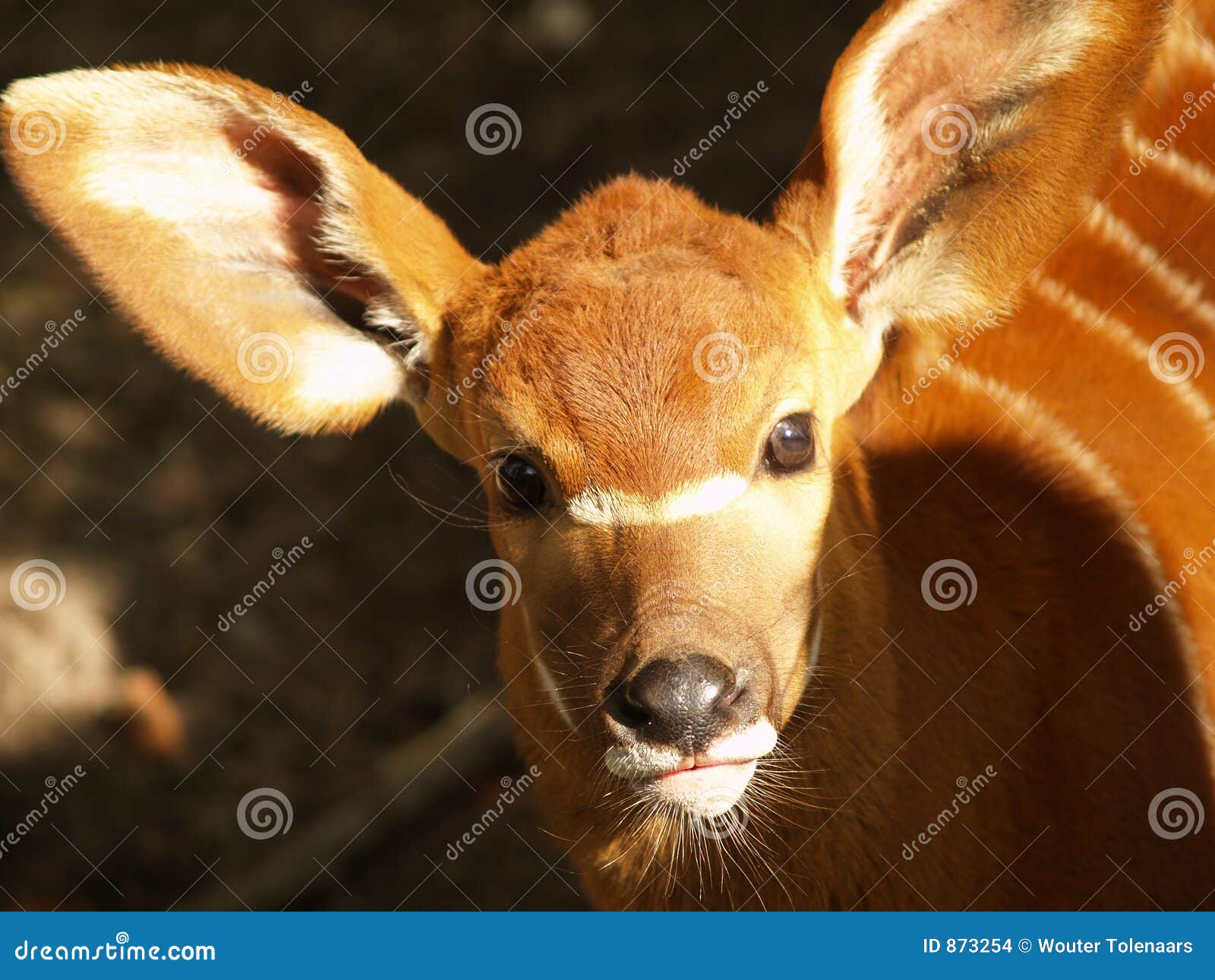 Baby Antelope Stock Images Image 873254