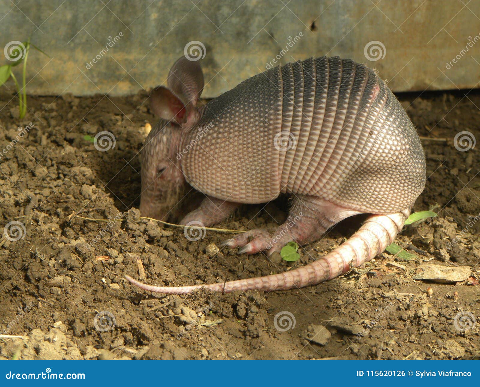 Armadillo Digging Stock Photos - Free & Royalty-Free Stock Photos