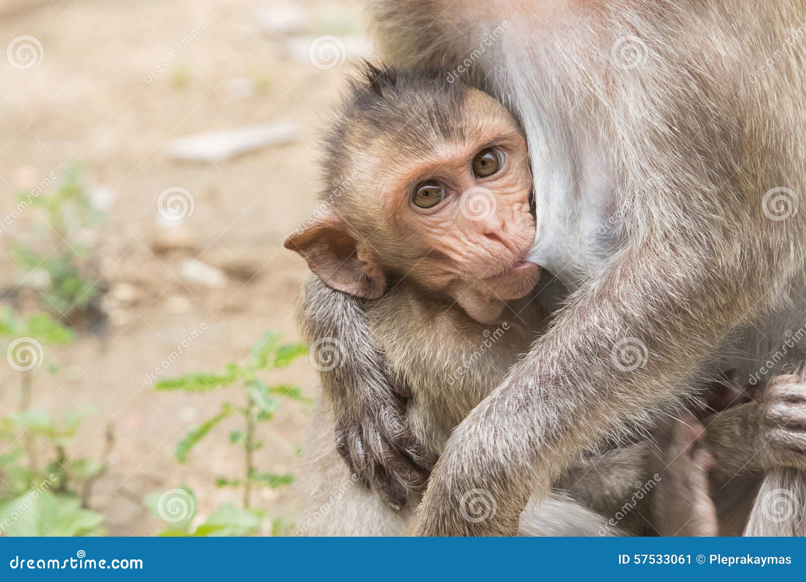 Asian Monkey In Indian Forest RoyaltyFree Stock Photo CartoonDealer