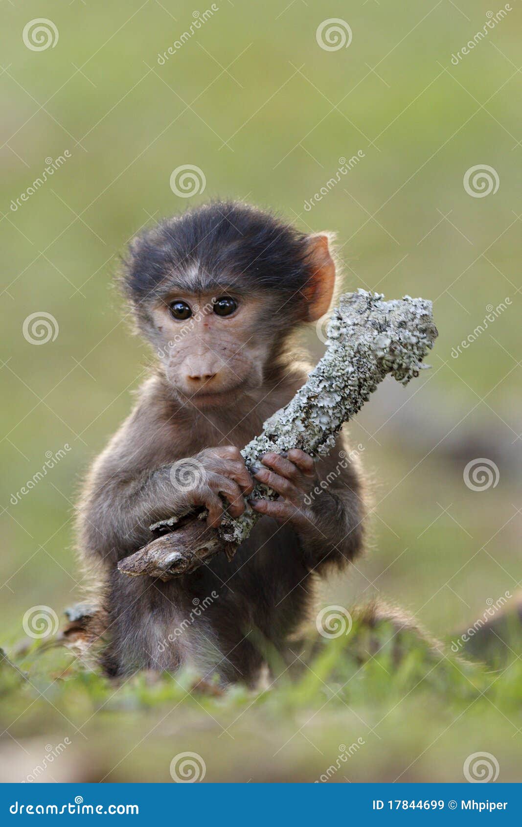 baby baboon