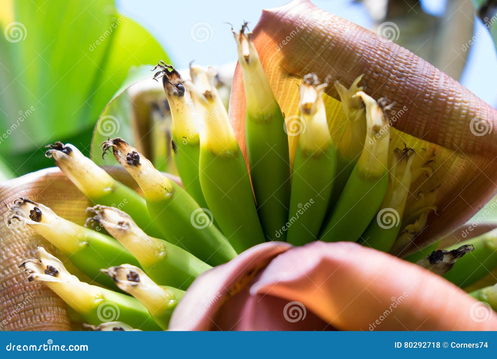 baby bananas growing - shallow depth of field