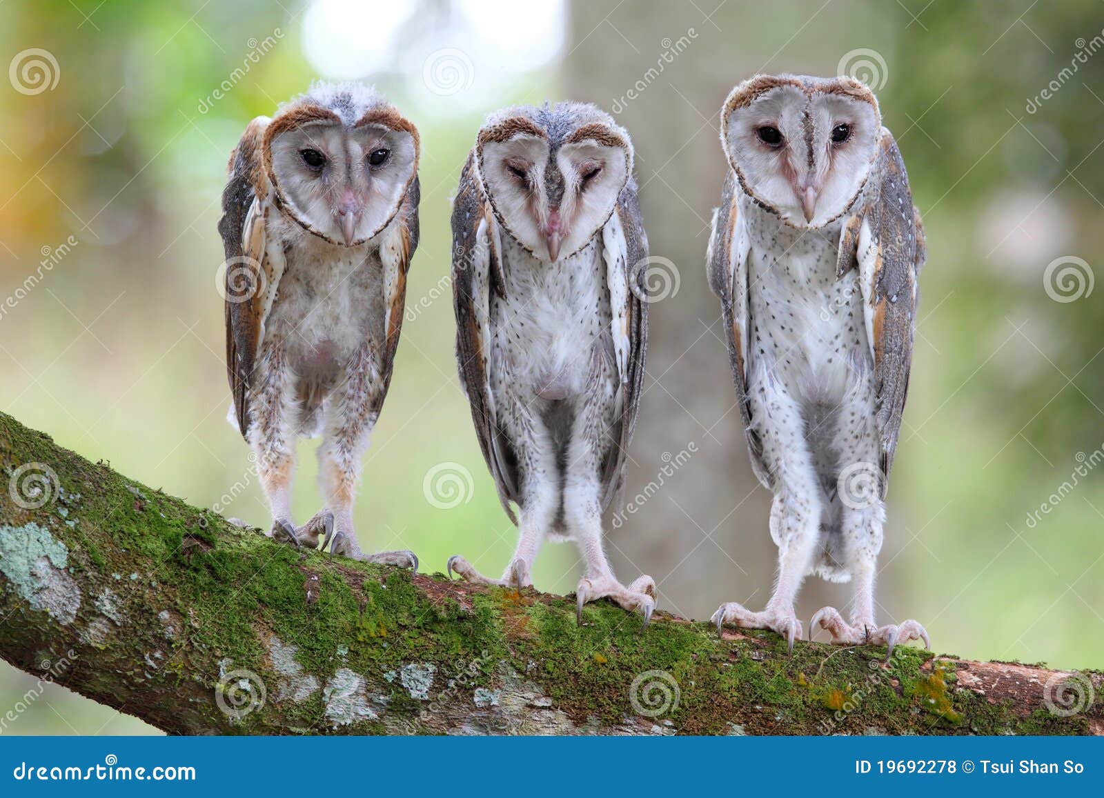 Baby Barn Owl Stock Photo Image Of Feather