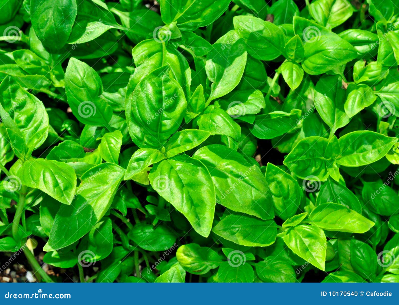 Baby Basil stock photo. Image of fresh, nature, basil 10170540