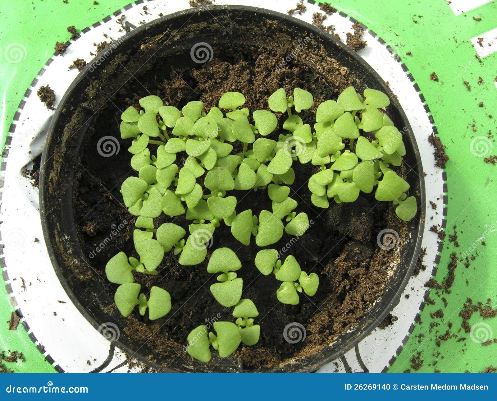 Baby basil stock photo. Image of green, aromatic, culinary 26269140