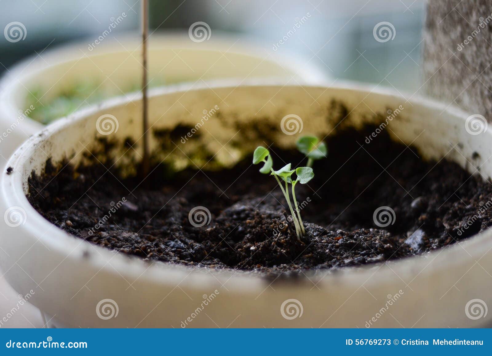Baby basil plant stock image. Image of grown, homegrown 56769273