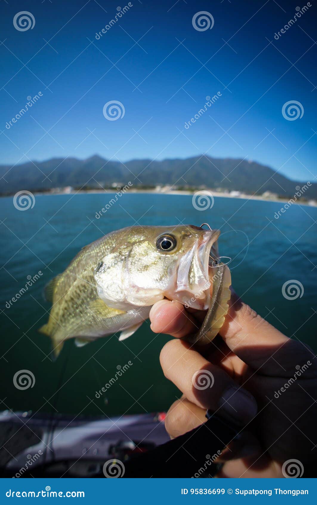 Baby bass stock image. Image of fishing, bass, fish, baby - 95836699
