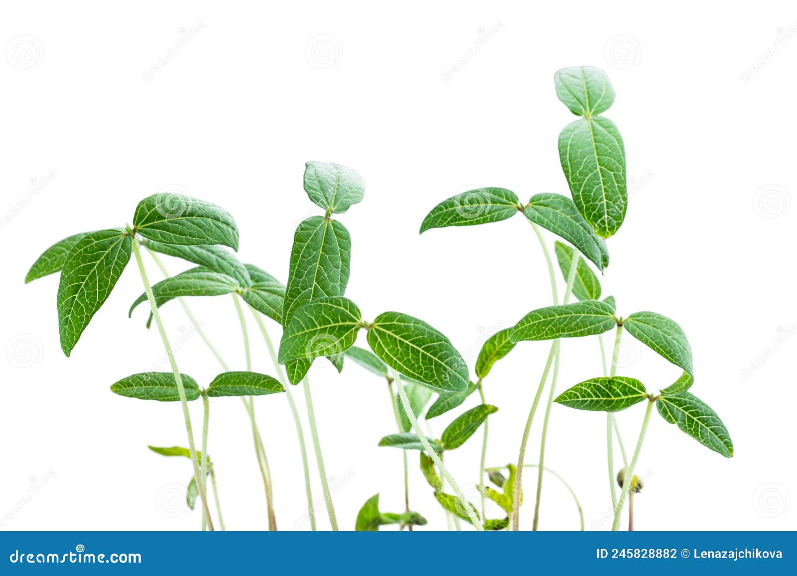 Baby Bean Plants Isolated on White Stock Photo Image of bean, baby
