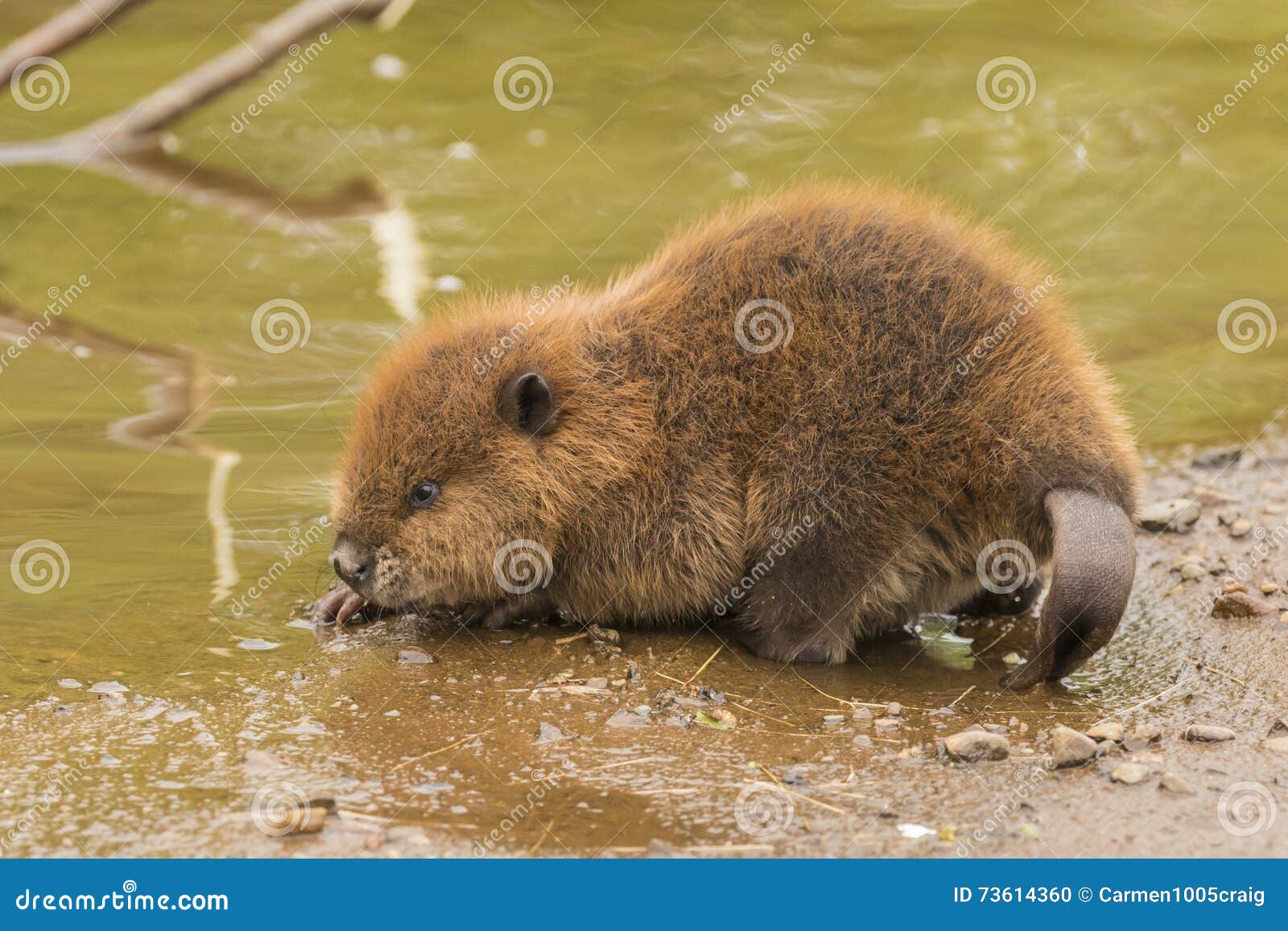 young beaver pics