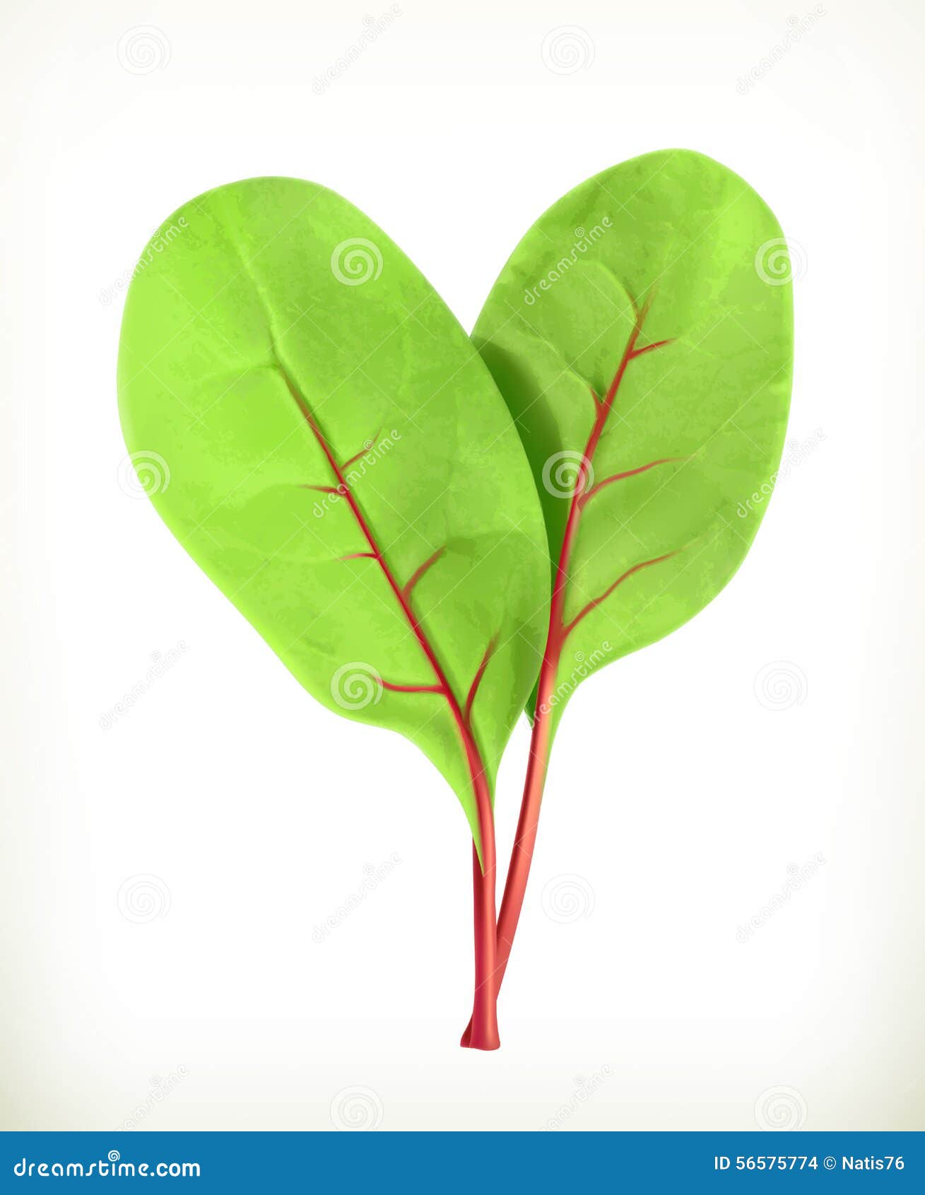 Beetroot With Leaves Vector Illustration 51938180