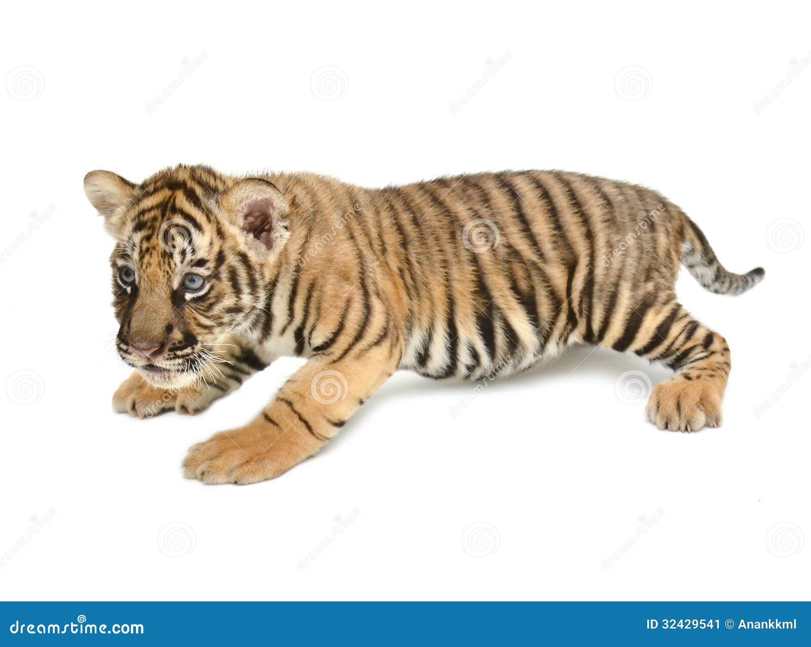 Baby bengal tiger stock image. Image of wild, striped 32429541