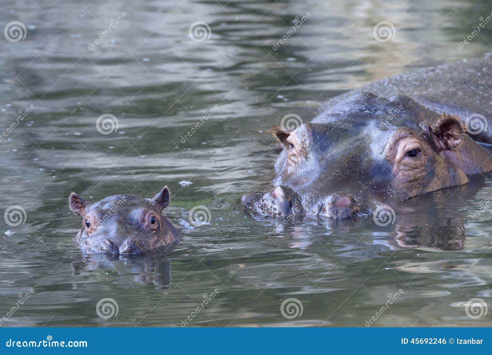 baby and big mother hyppopotamus portrait