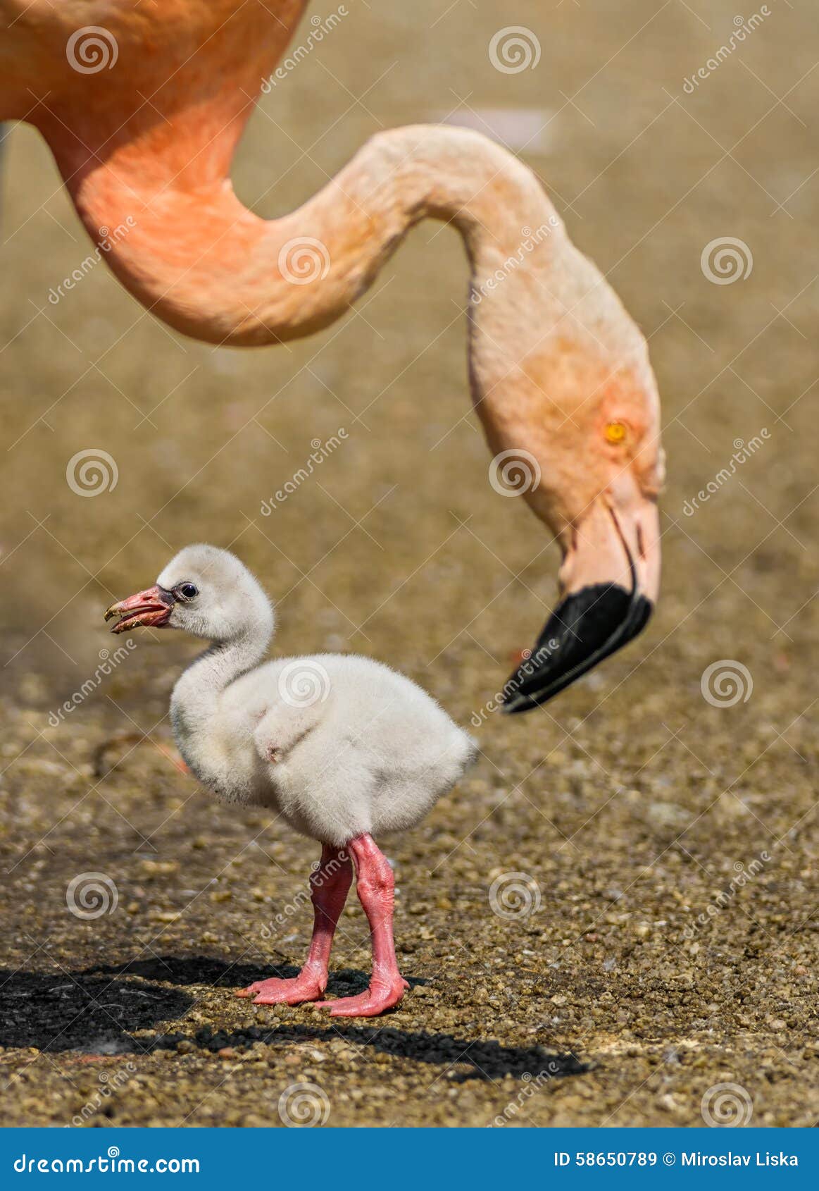 Baby bird of the American flamingo (Phoenicopterus ruber) near to its parent.