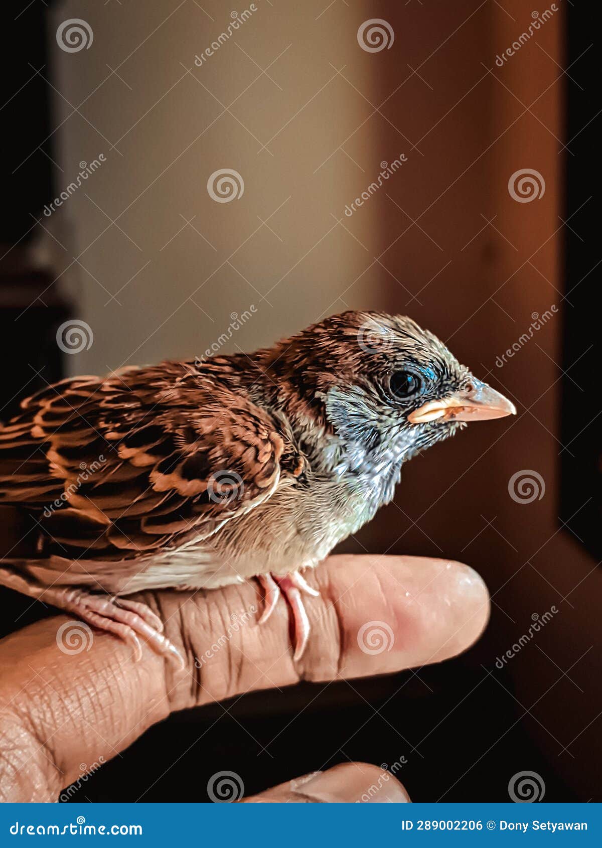 Baby Bird Perched on Finger, House Sparrow. Stock Photo Image of closeup, birds 289002206