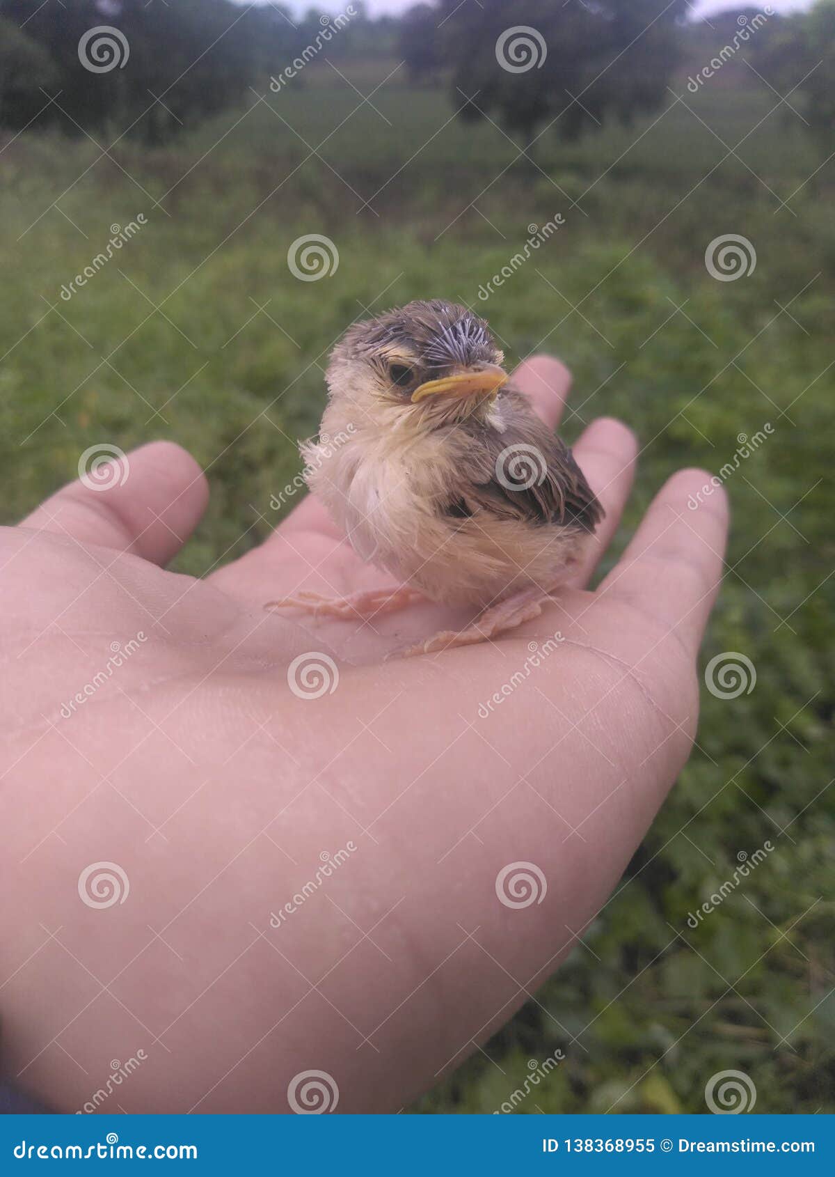 Baby bird stock image. Image of mobile, click, real 138368955