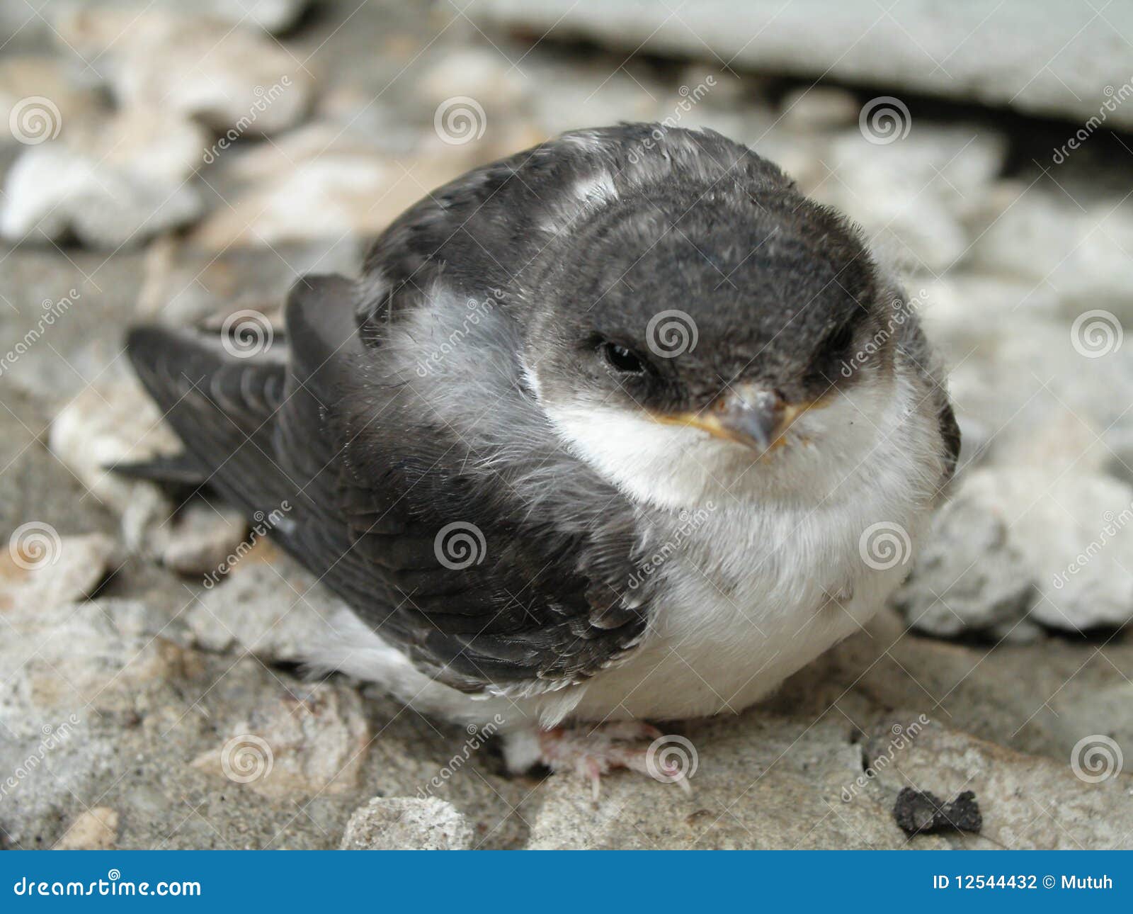 Baby Swallow Bird 53