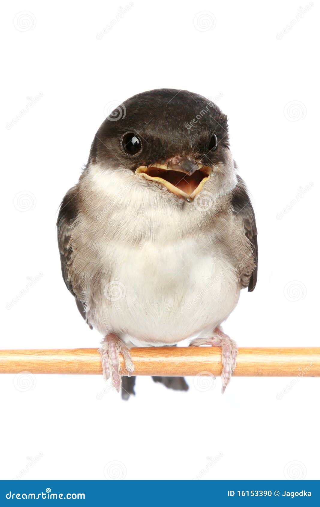 Baby bird of a swallow stock photo. Image of eyes, beautiful 16153390