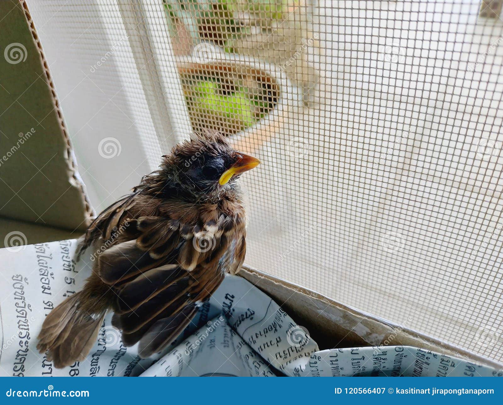 Baby bird stock image. Image of bird, animal, baby 120566407