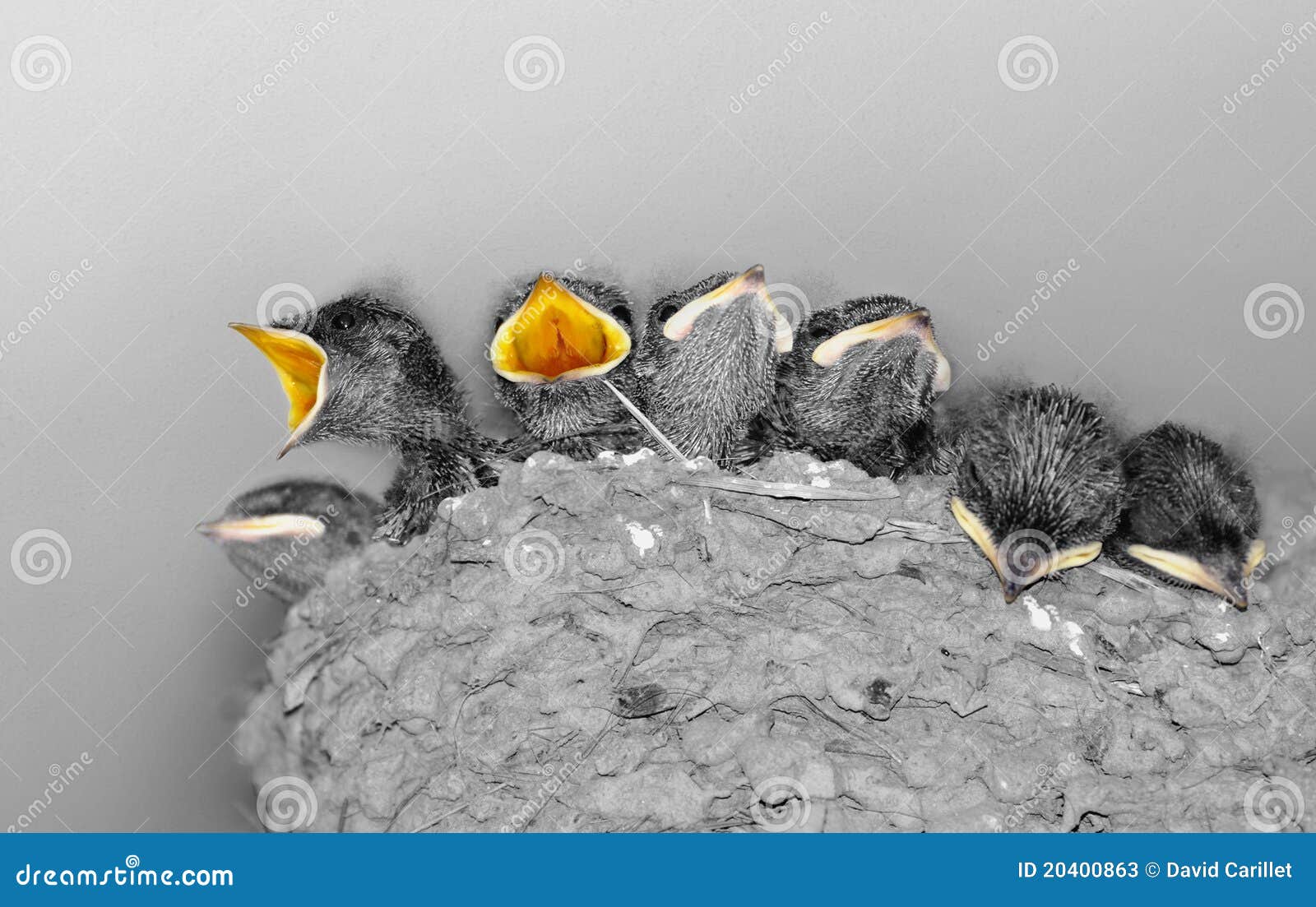 cute baby birds in nest