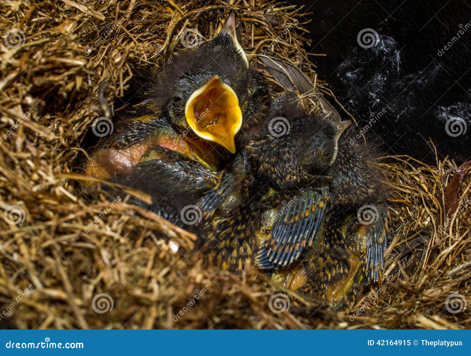 cute baby birds in nest