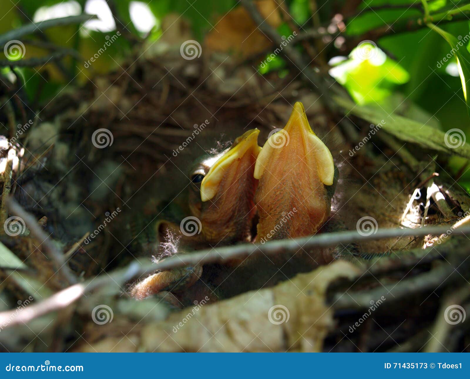 Baby birds in nest stock image. Image of birds, babies - 71435173