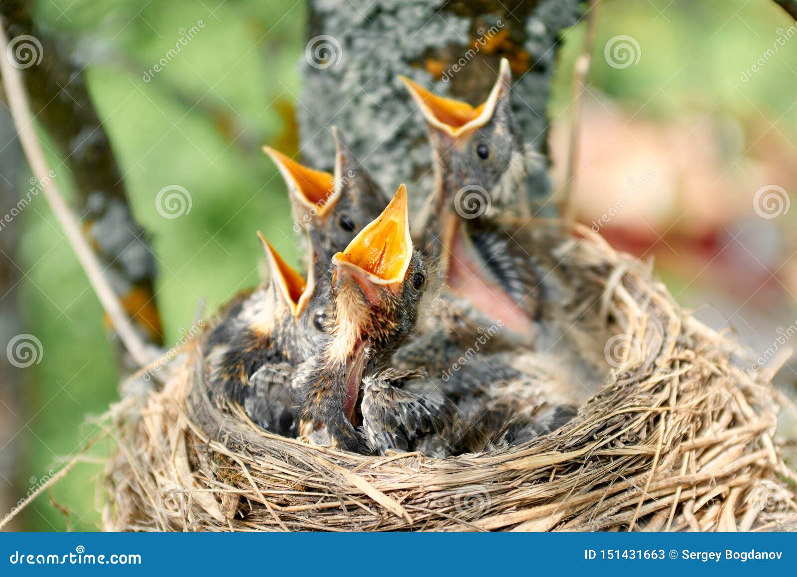 Baby birds in nest stock image. Image of outdoor, mouth - 151431663
