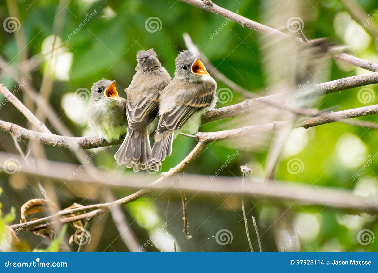 3 baby birds sitting on a branch waiting to be fed