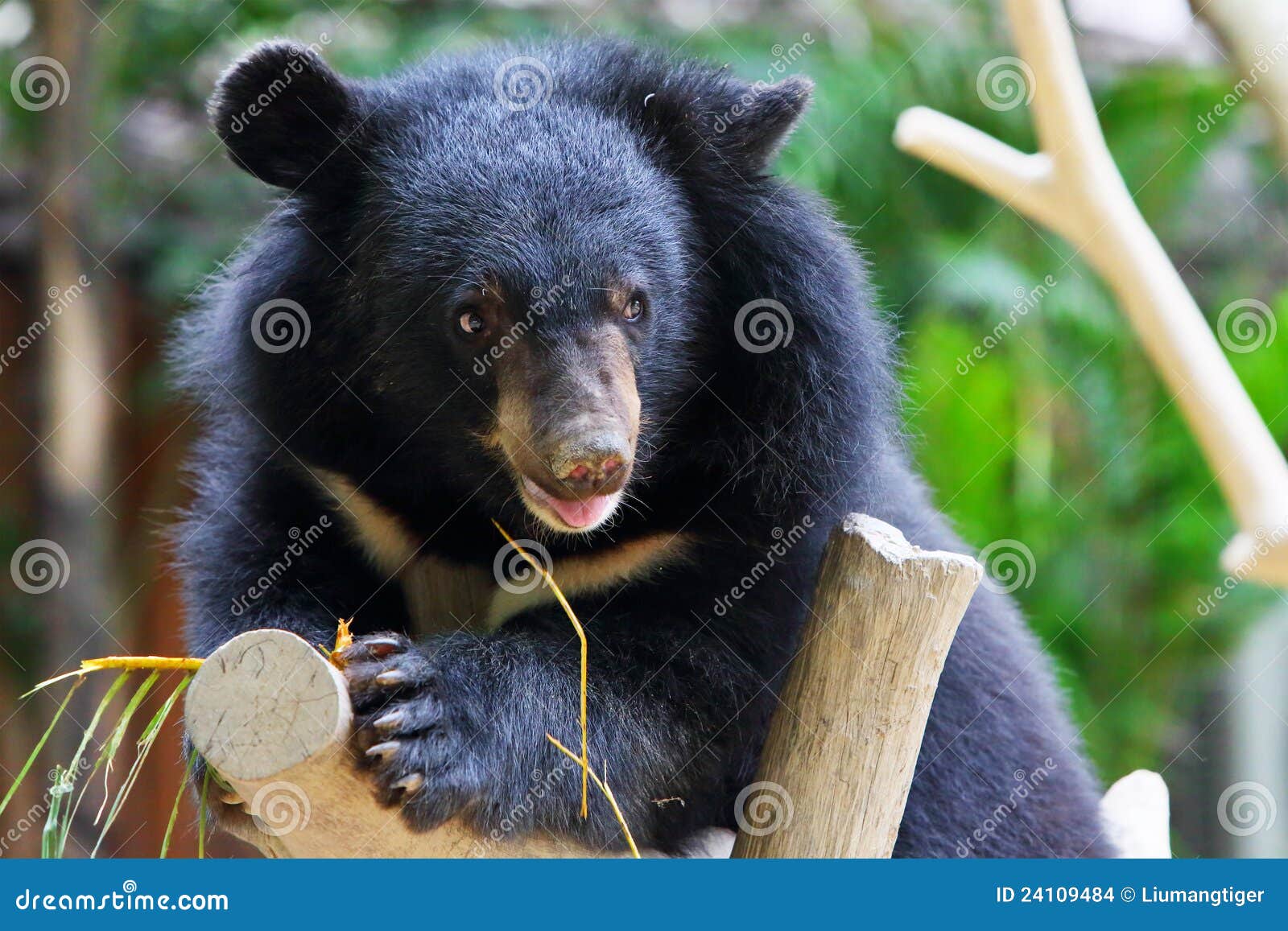 a baby black bear climbs on a trunk