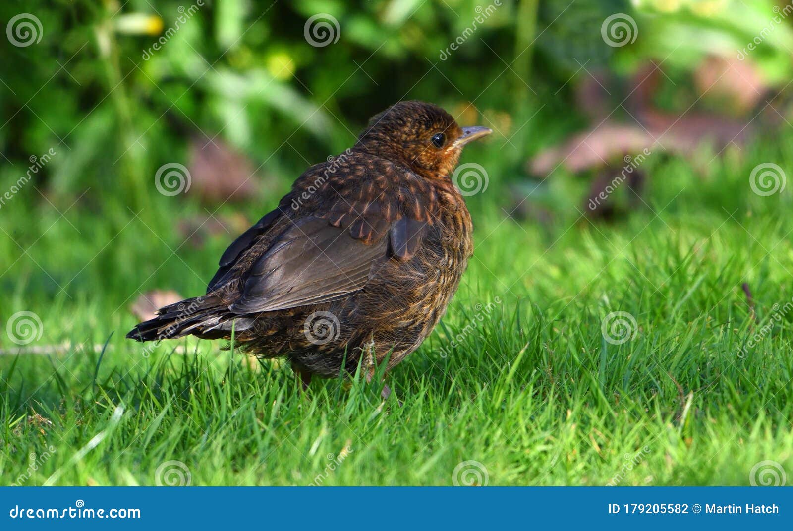Baby Blackbird Chick on Grass Stock Photo Image of feather, female