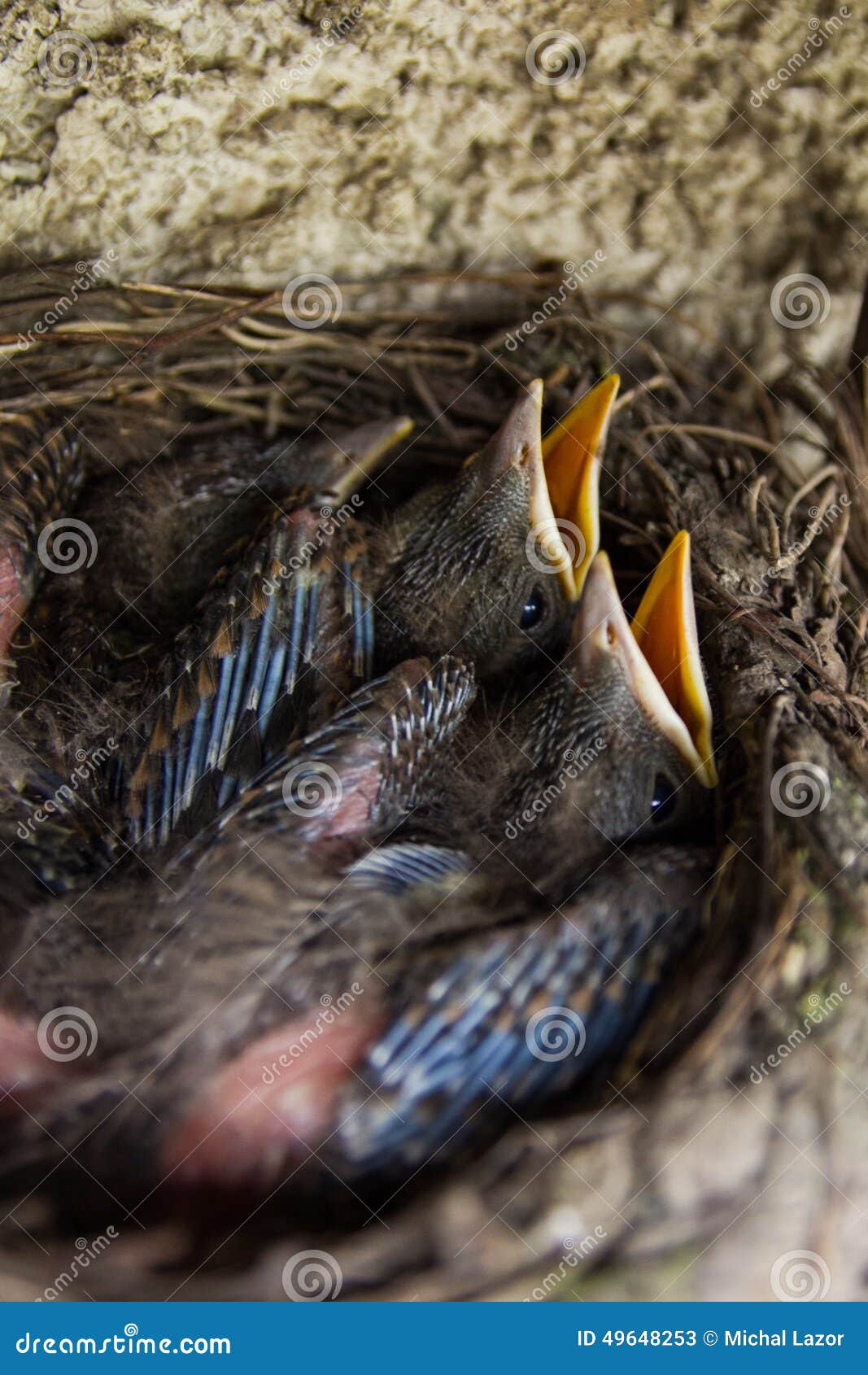 Baby blackbirds stock image. Image of hungry, ouzel, season - 49648253