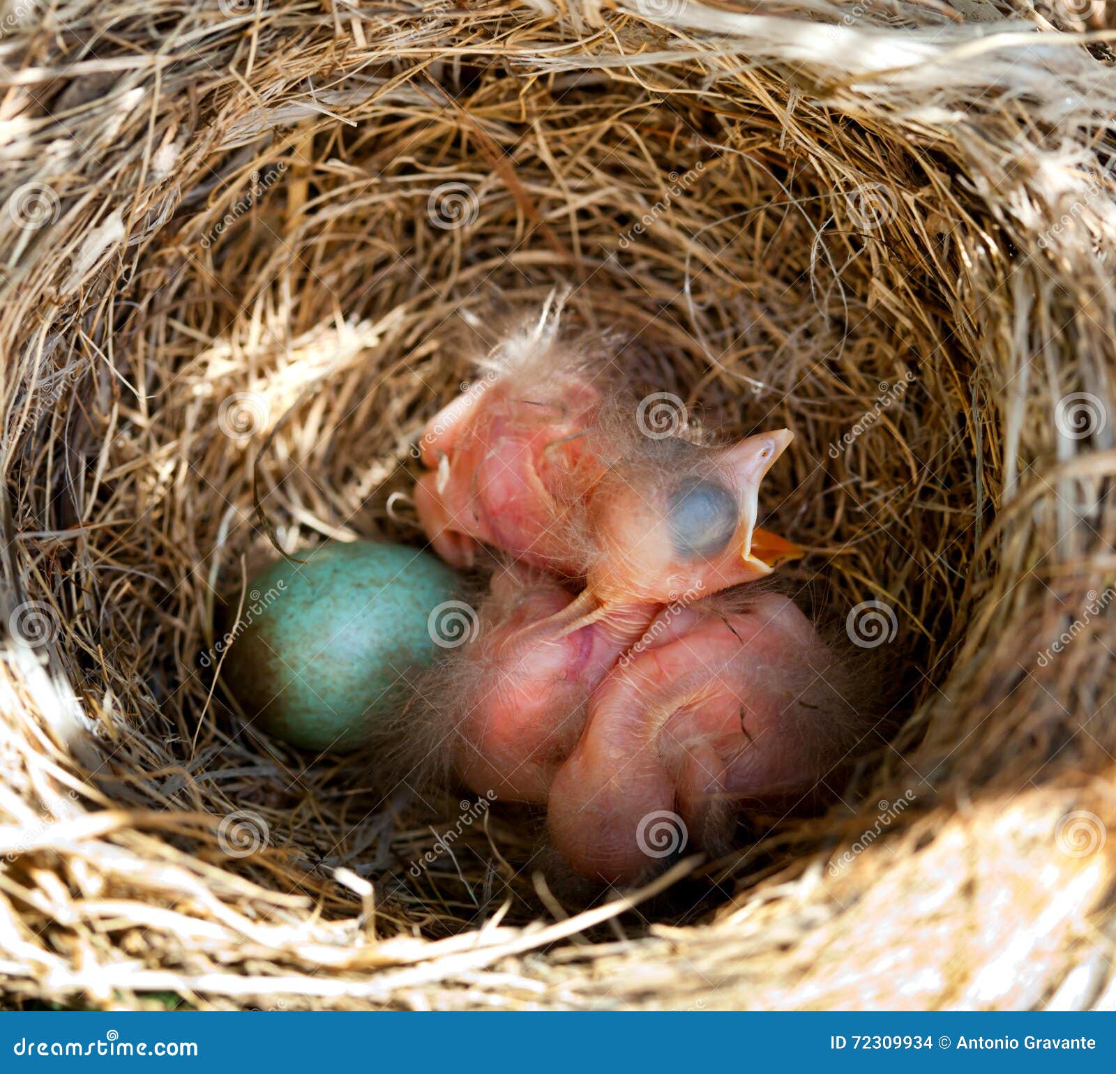 Baby Blackbirds in the Nest Stock Photo - Image of battlements, hunger