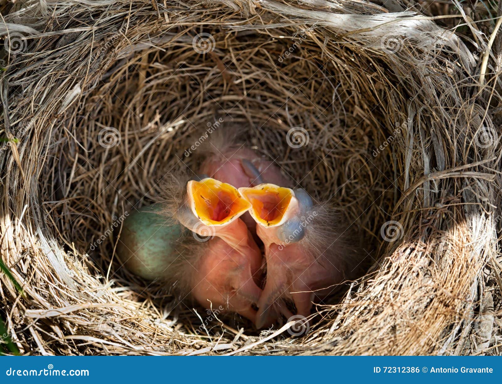 Small Blackbirds Just Leave The Egg In The Nest Stock Photo