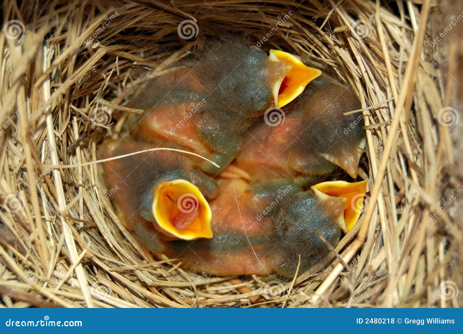 Baby blue birds stock photo. Image of eggs, missouri, nature 2480218