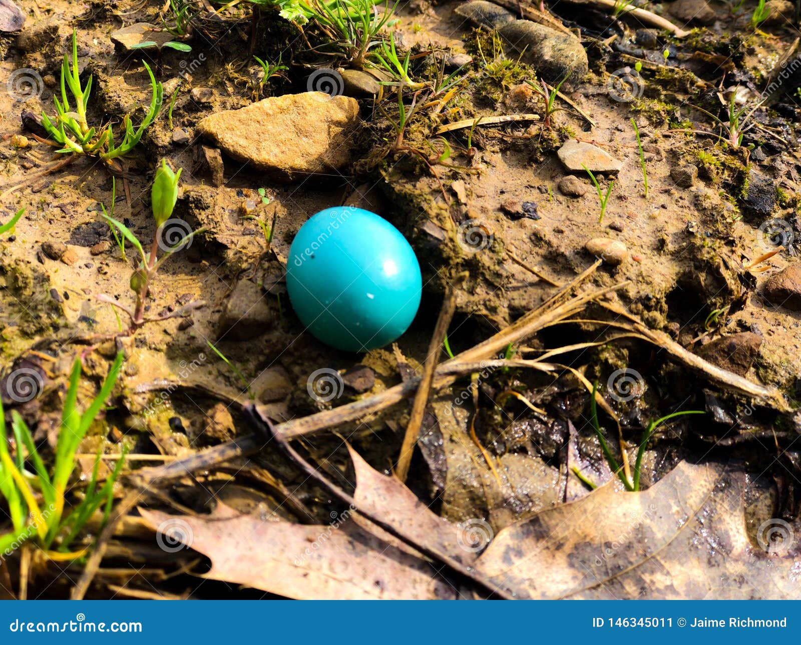 Abandoned robin’s egg stock image. Image of found, blue 146345011