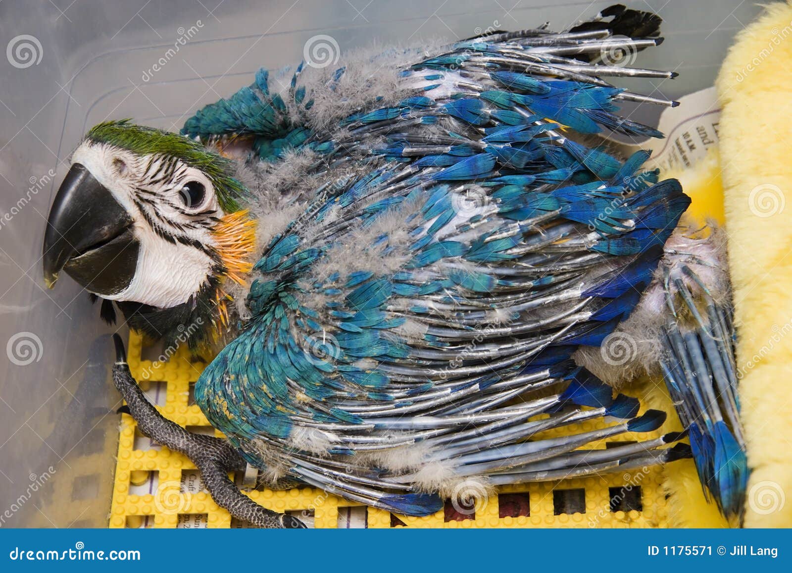 blue and yellow macaws