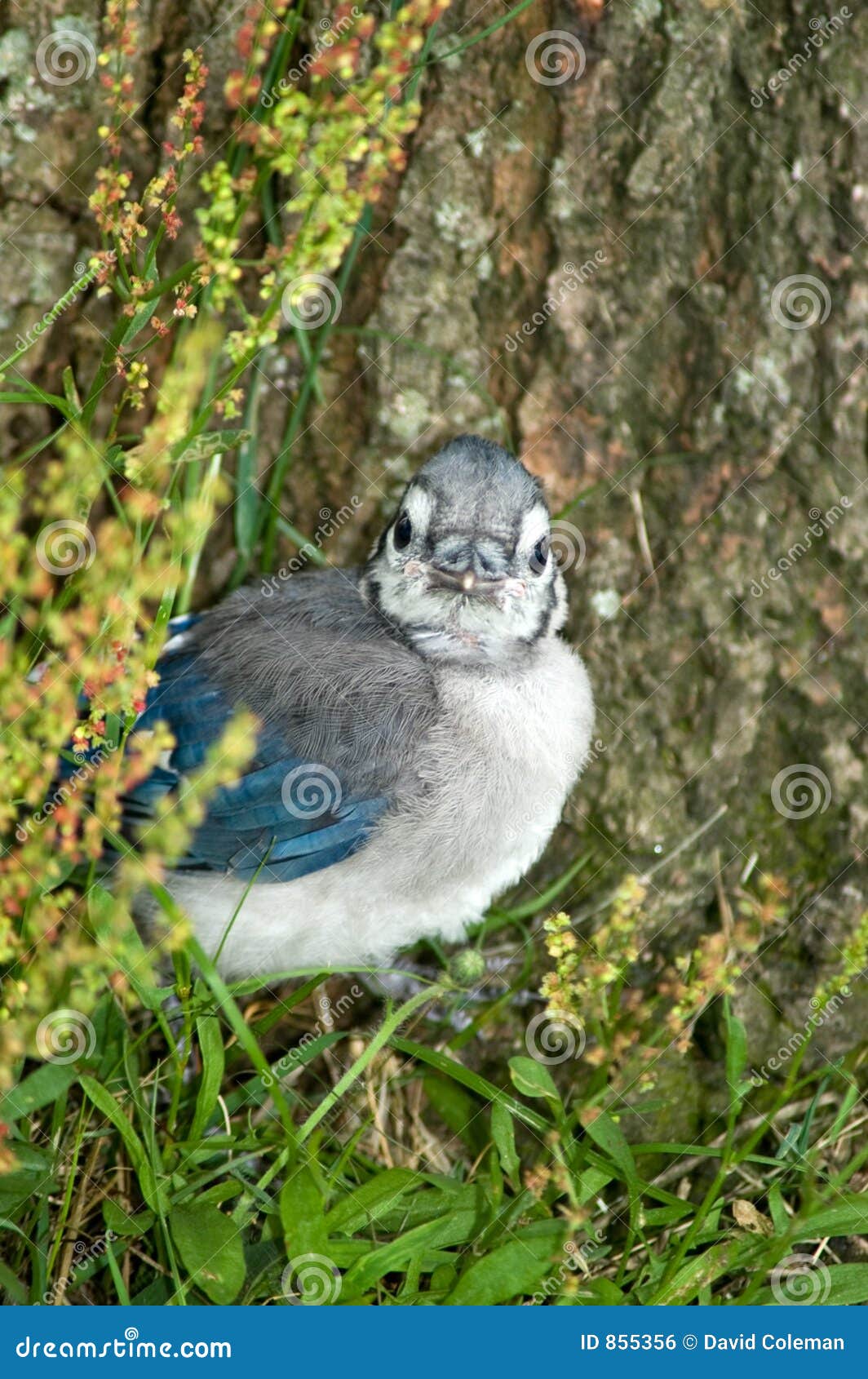 Baby Blue Jay Stock Photo Image Of Wildlife Young Tree
