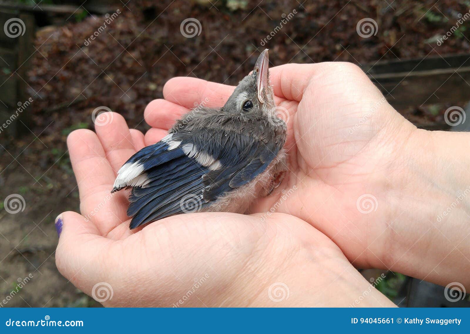 Baby Blue Jay Bird Stock Image Image Of Fell Mother