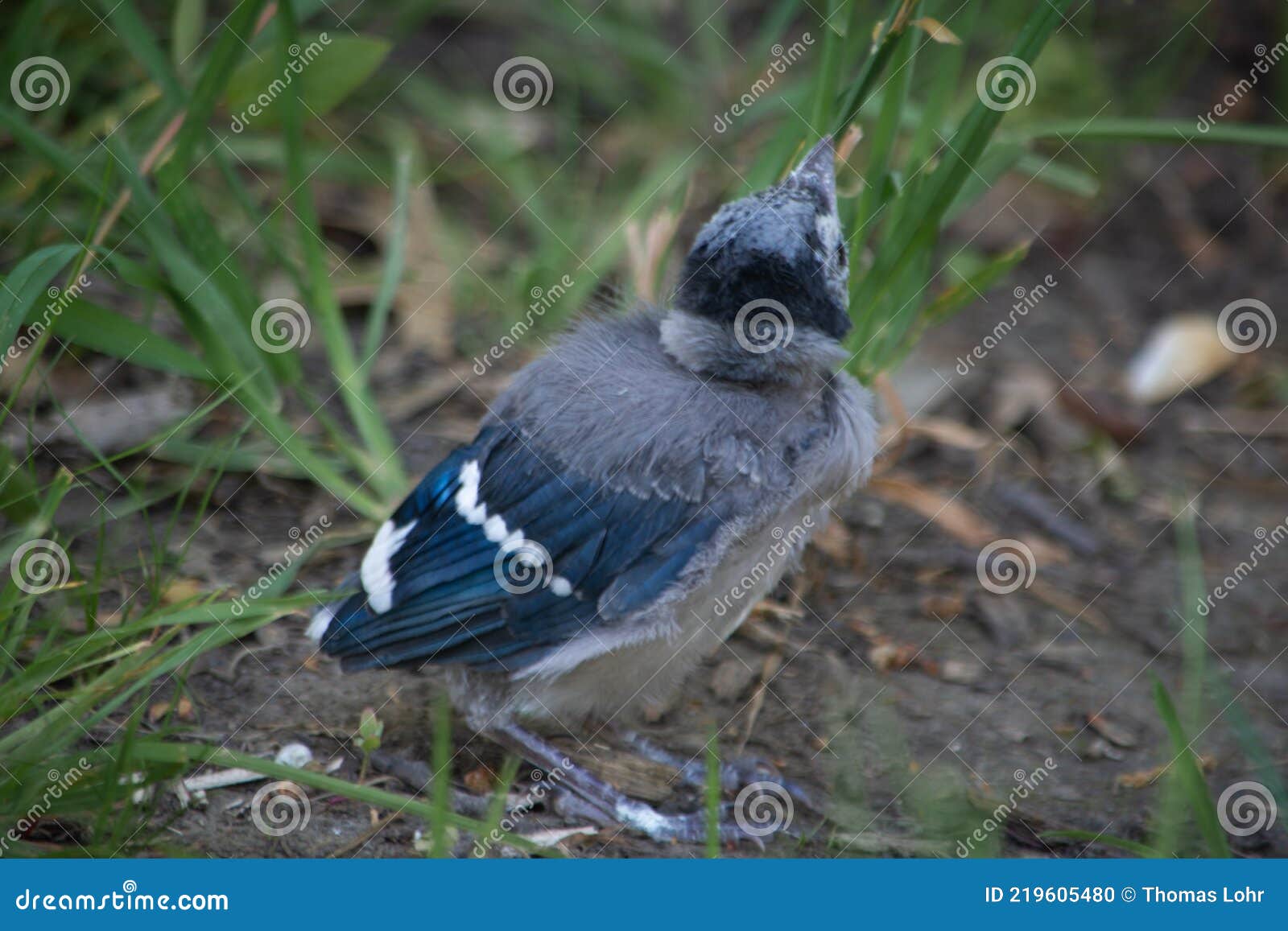 fledgling baby blue jay