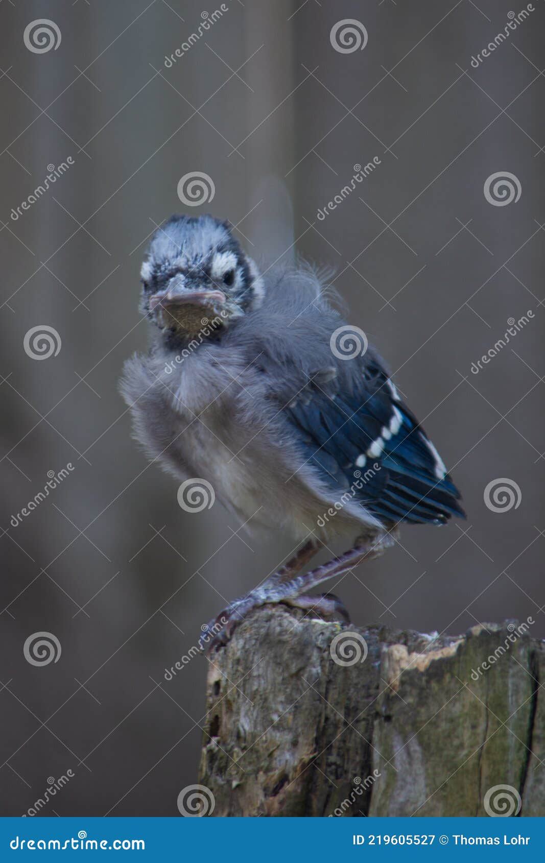 Baby Blue Jay Fledgling Bird Stock Image - Image of growing, small