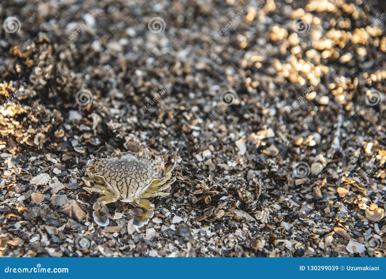 baby blue crab