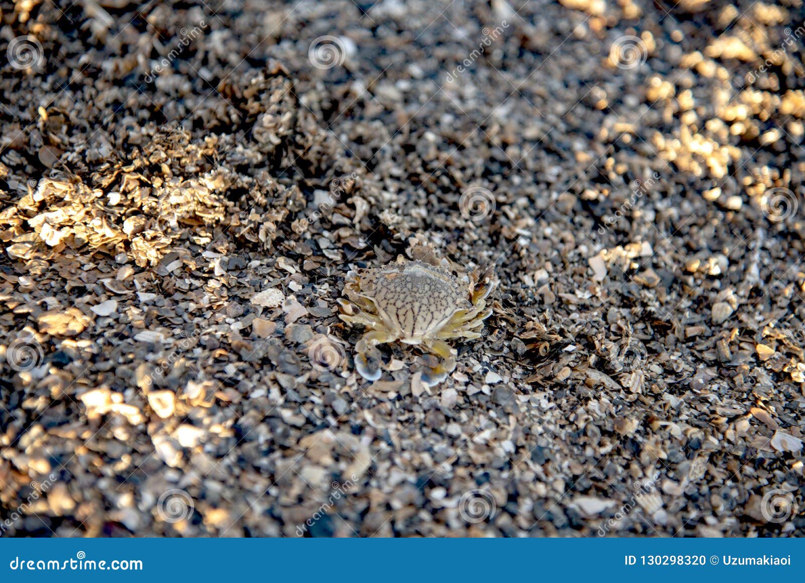 baby blue crab