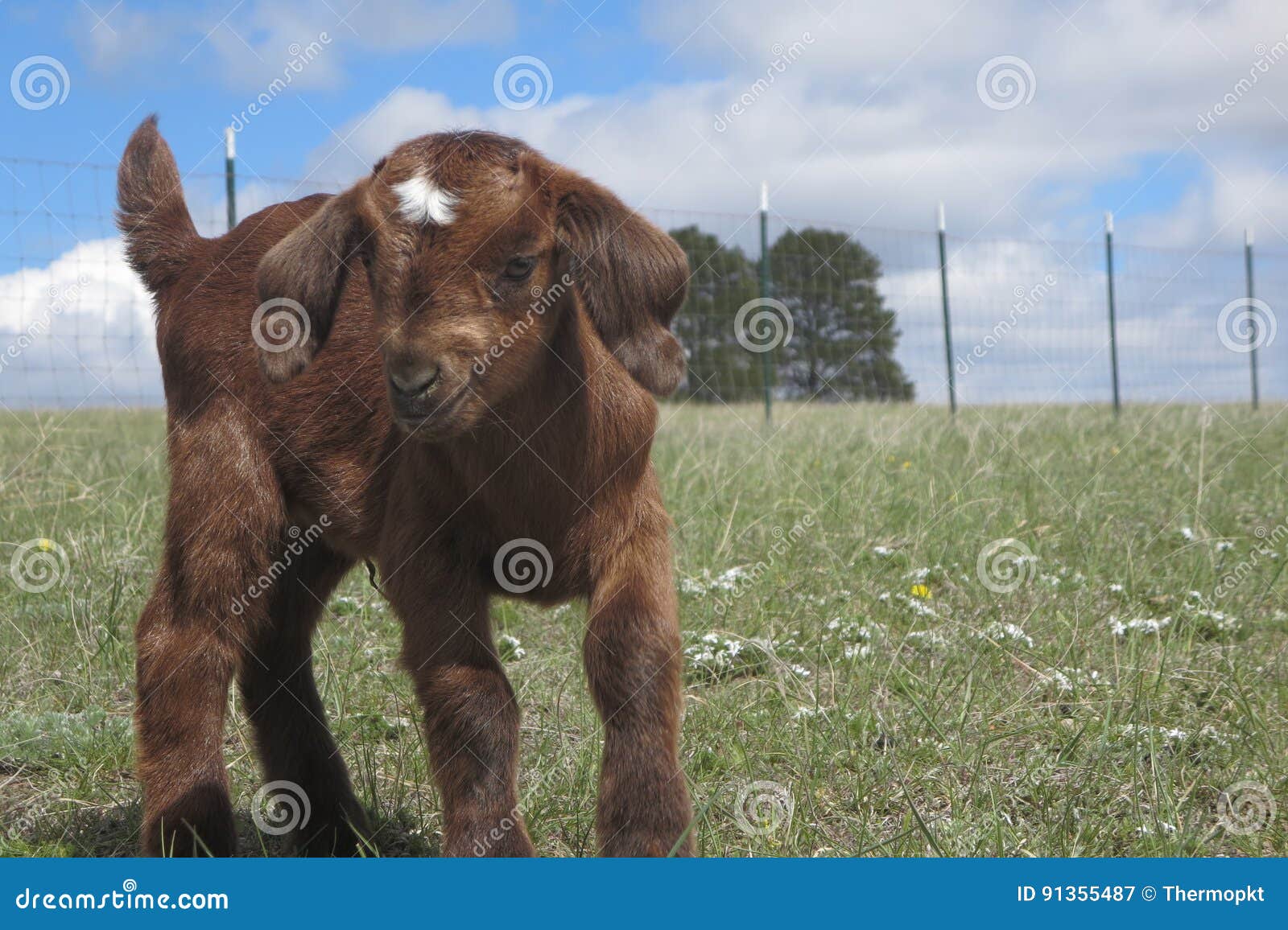 Baby Boer goat stock image. Image of pasture, ears, farm 91355487