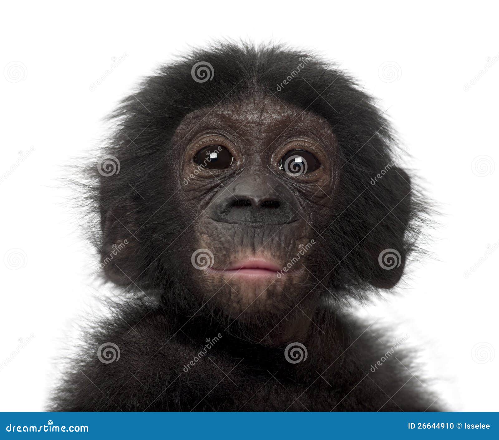 baby bonobo, pan paniscus, 4 months old