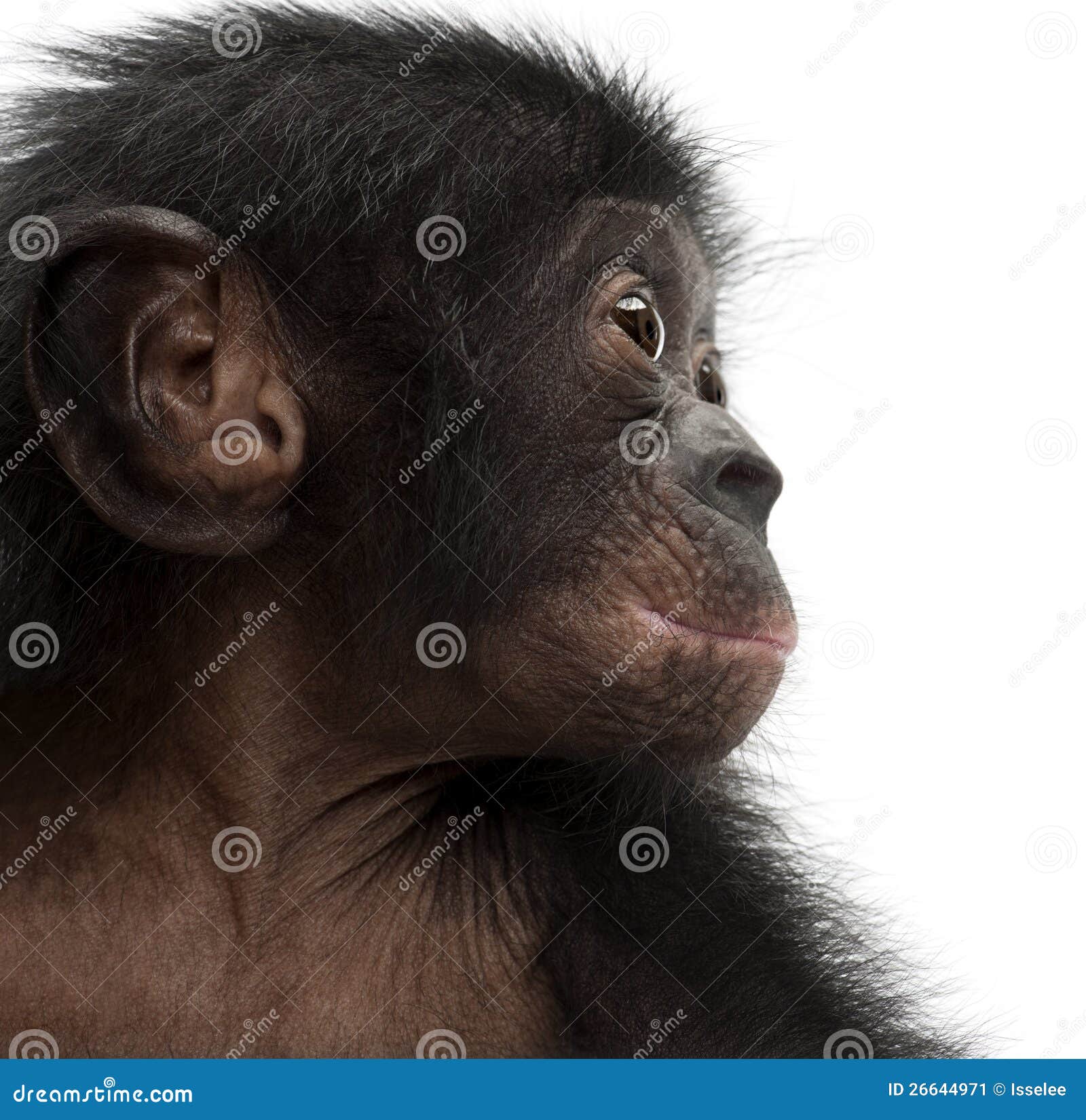 baby bonobo, pan paniscus, 4 months old