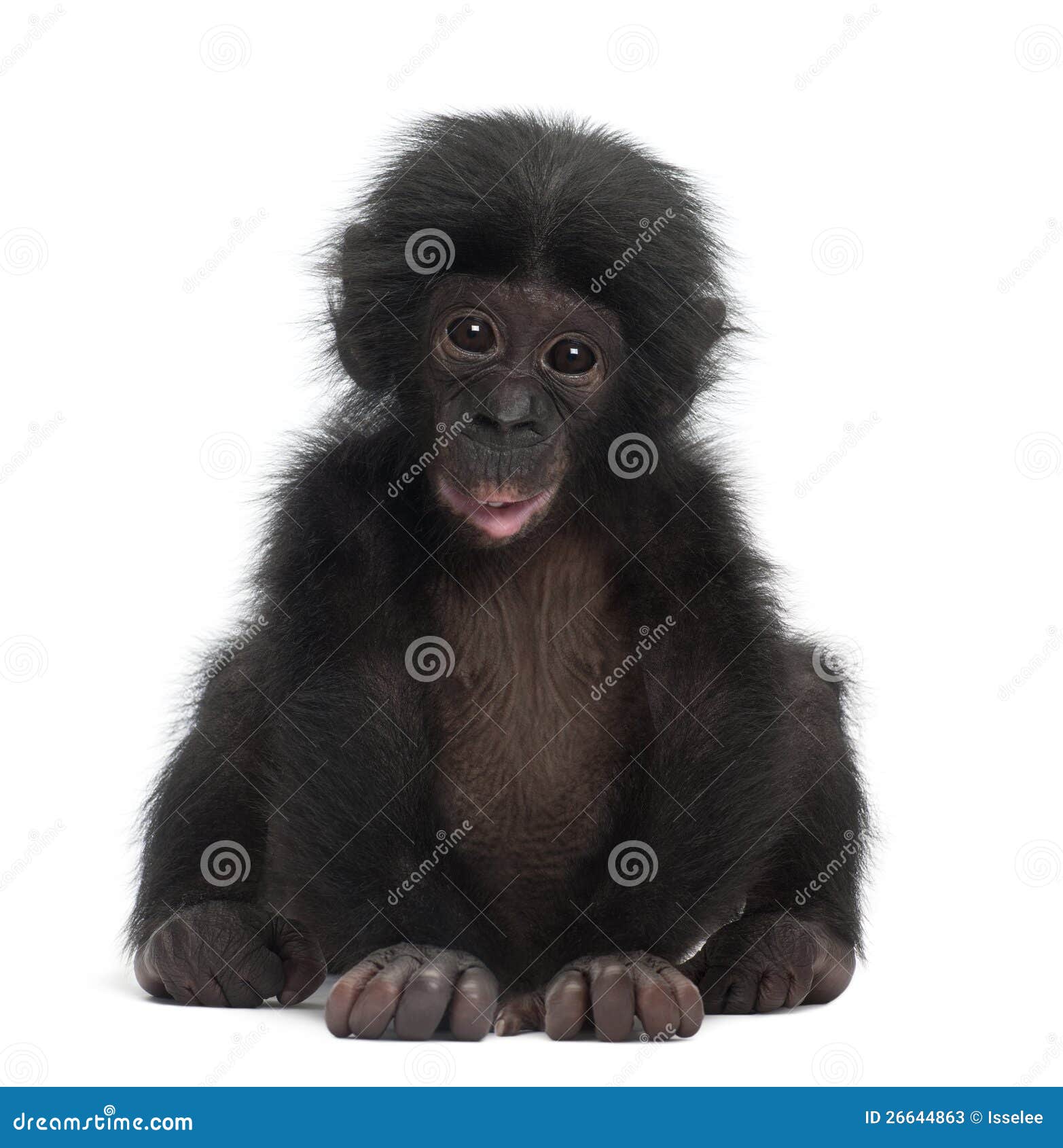 baby bonobo, pan paniscus, 4 months old, sitting