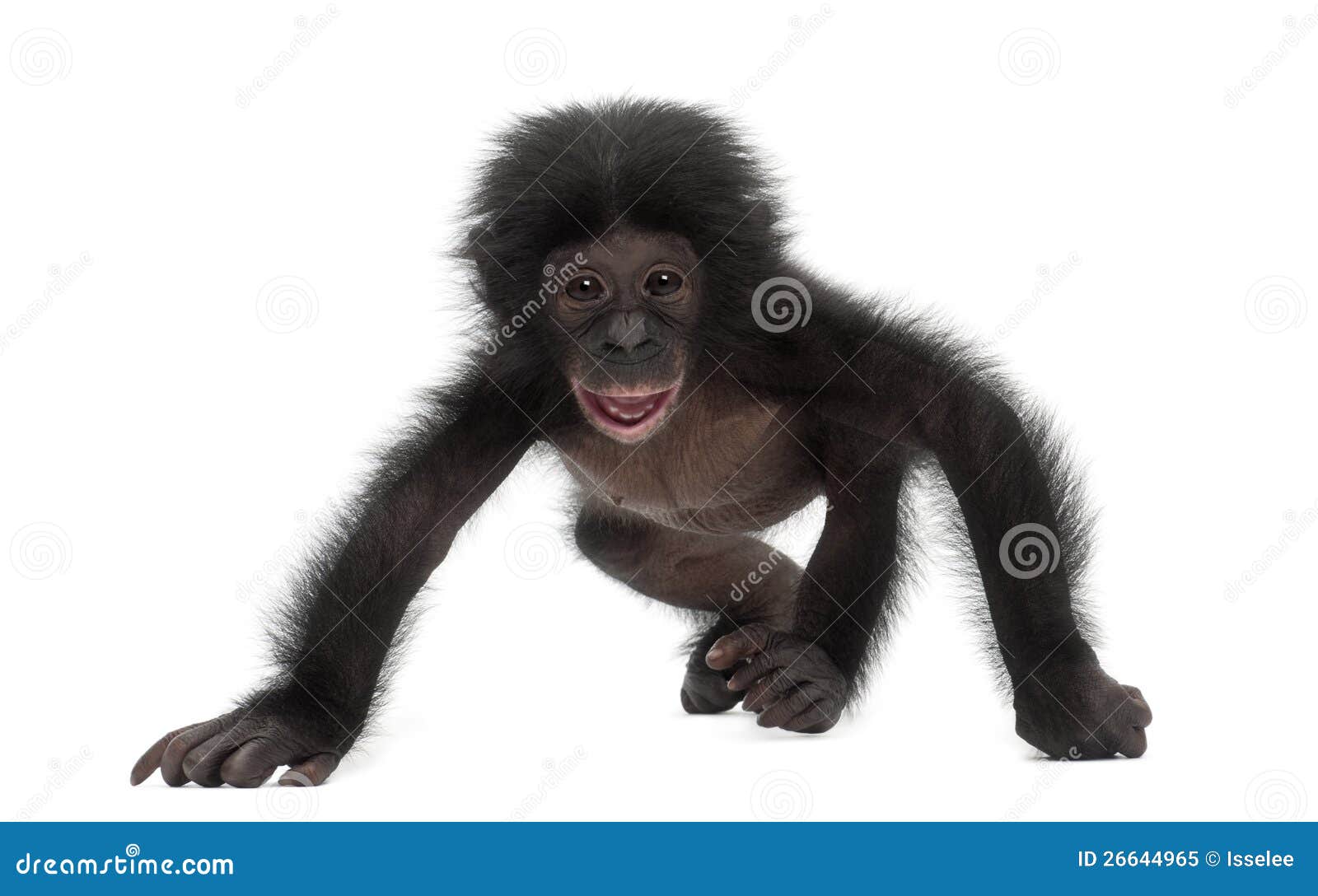 baby bonobo, pan paniscus, 4 months old, walking