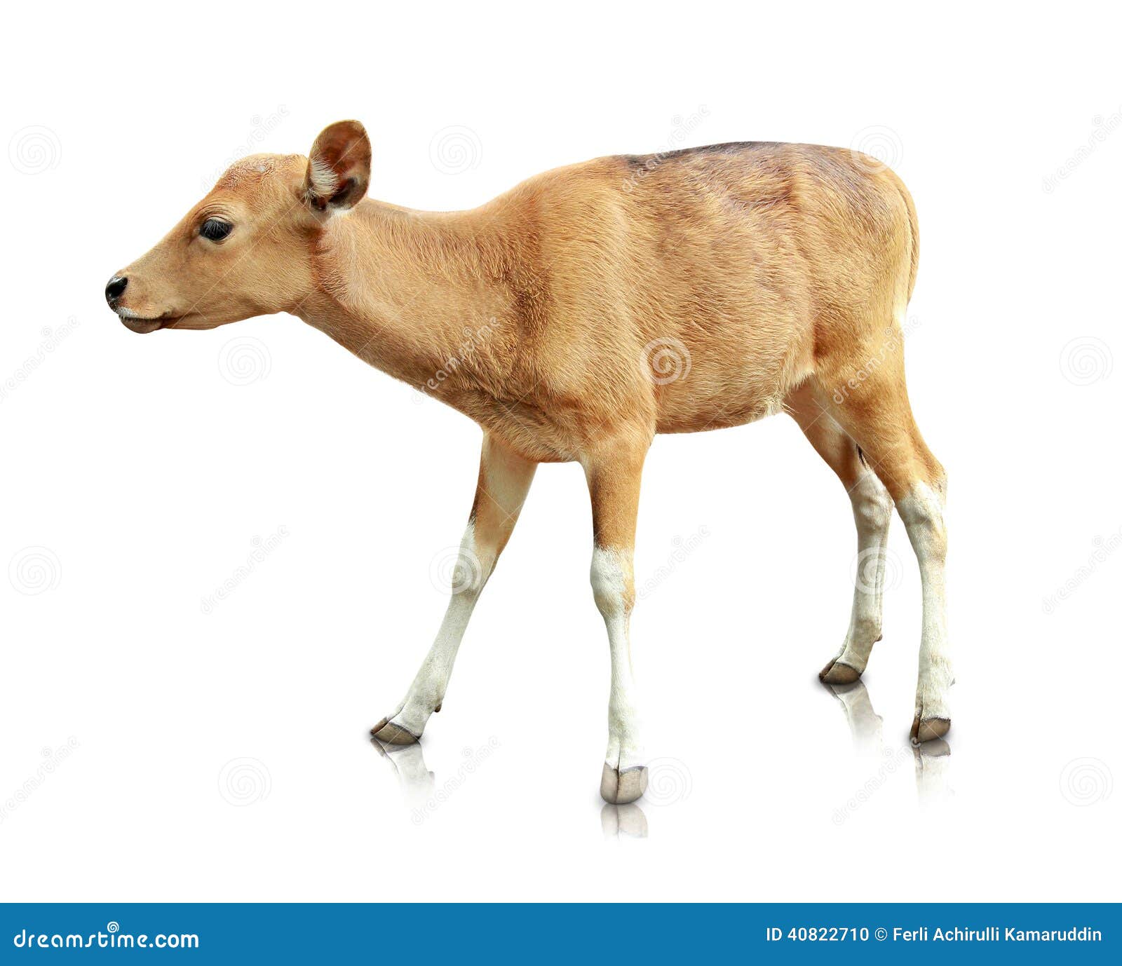 Baby Brown Banteng White Background Photos Free & RoyaltyFree Stock